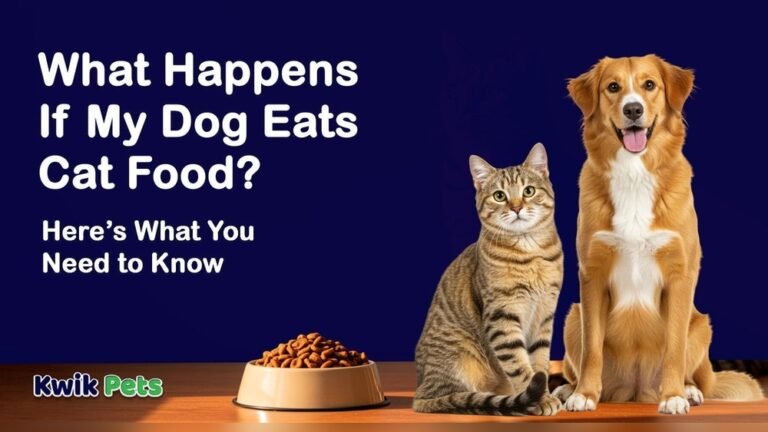 Dog Eating Cat Food Side Effects: Risks Every Owner Should Know