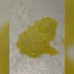 Dog Throwing Up Yellow Bile But Acting Normal: Causes & Solutions