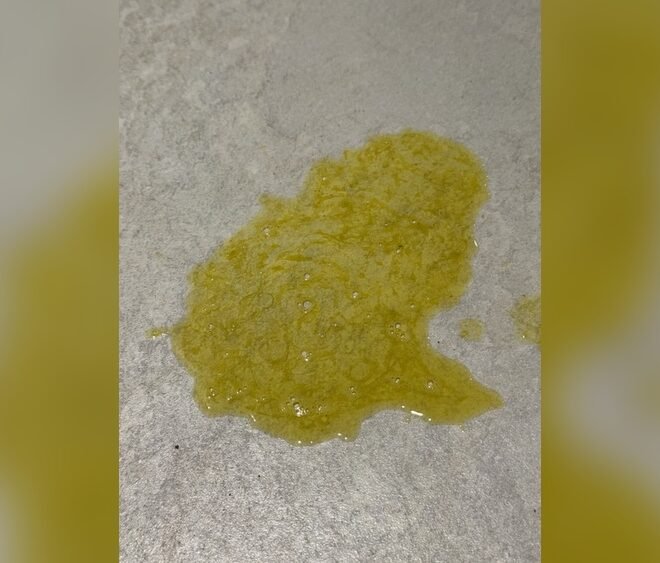 Dog Throwing Up Yellow Bile But Acting Normal: Causes & Solutions