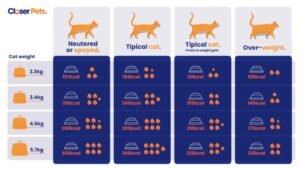 Should I Feed My Cat Wet Food Everyday? Expert Advice Inside