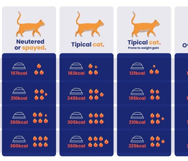 Should I Feed My Cat Wet Food Everyday? Expert Advice Inside