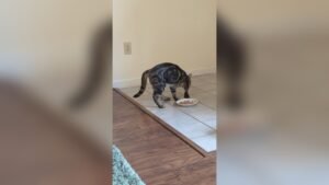 Why Does My Cat Cover Her Food With Clothes? Surprising Reasons