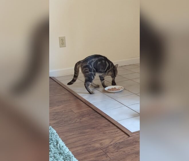 Why Does My Cat Cover Her Food With Clothes? Surprising Reasons