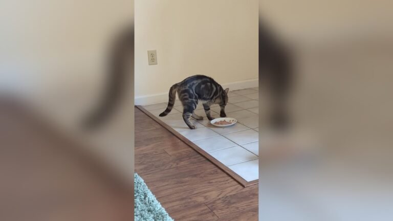 Why Does My Cat Cover Her Food With Clothes? Surprising Reasons