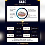Why is My Cat Eating Less And Sleeping More? Causes & Solutions