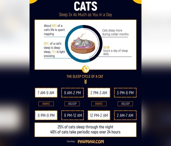 Why is My Cat Eating Less And Sleeping More? Causes & Solutions