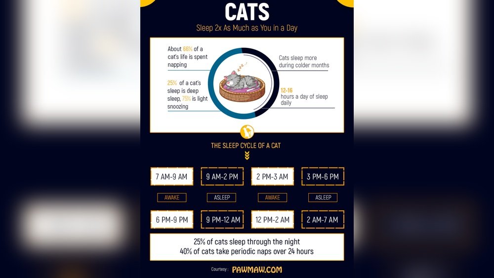Why is My Cat Eating Less And Sleeping More
