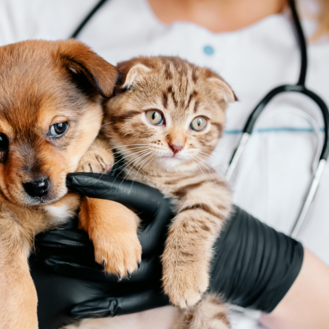 Low Cost Pet Vaccines Los Angeles: Save Money & Protect Pets