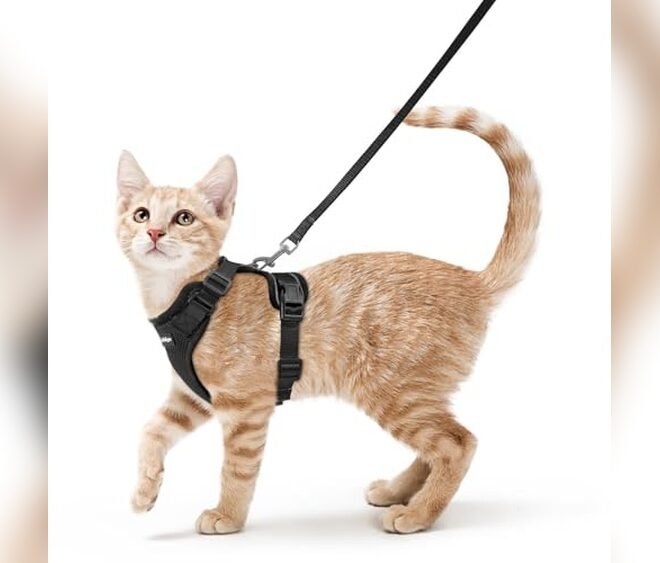 Rabbitgoo Escape Proof Cat Harness and Leash Set XS Review