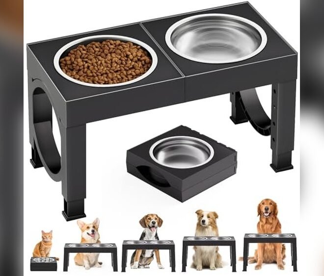 Best Elevated Dog Bowls
