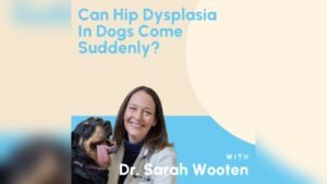 Can Hip Dysplasia in Dogs Come on Suddenly? Causes & Warning Signs