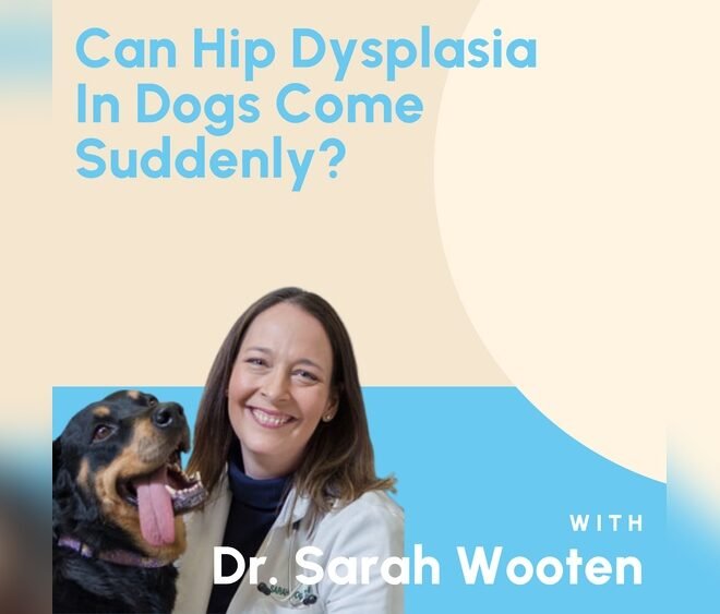 Can Hip Dysplasia in Dogs Come on Suddenly? Causes & Warning Signs