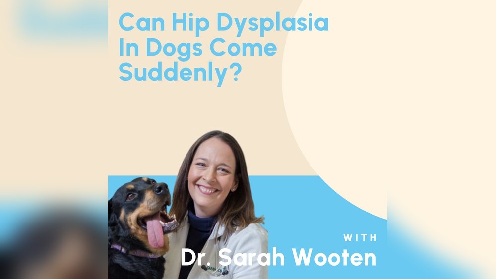 Can Hip Dysplasia in Dogs Come on Suddenly