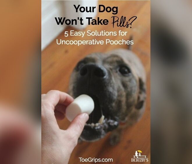 How to Give Dog Pills When They Refuse: Stress-Free Solutions