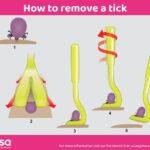 How to Remove a Tick from a Cat Without Tweezers Safely