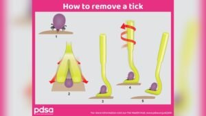 How to Remove a Tick from a Cat Without Tweezers Safely