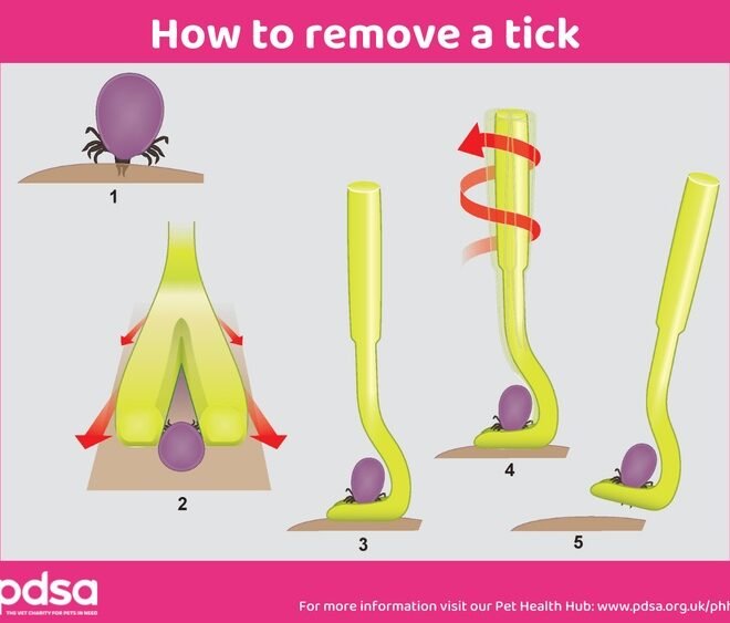 How to Remove a Tick from a Cat Without Tweezers Safely