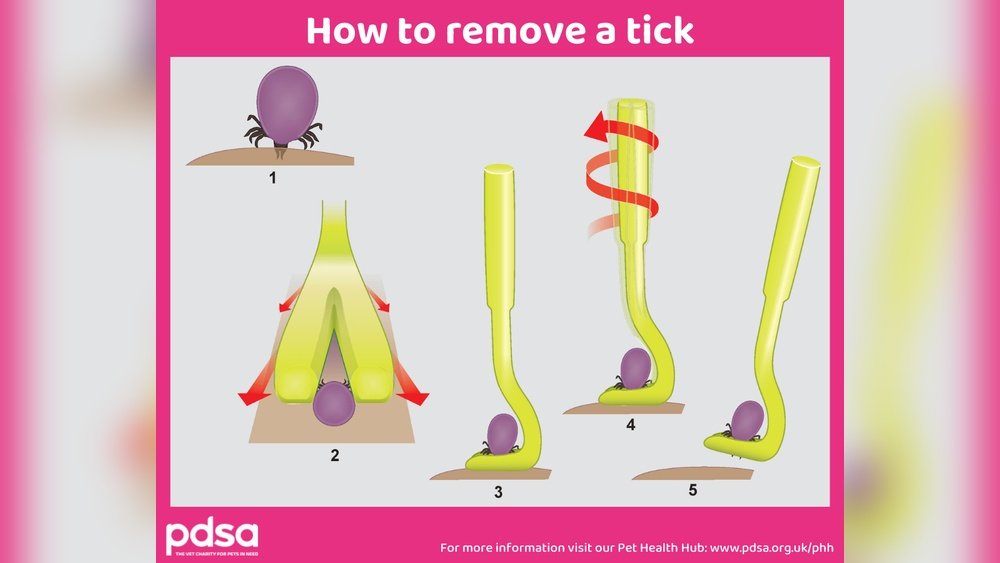 How to Remove a Tick from a Cat Without Tweezers