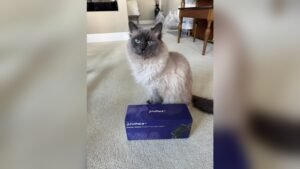 Petpace Collar Reviews: Is This Smart Pet Tracker Worth It?