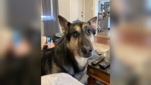 Should I Give My German Shepherd Joint Supplements? Expert Guide