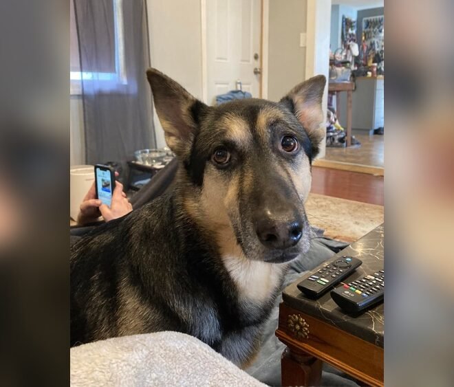 Should I Give My German Shepherd Joint Supplements? Expert Guide