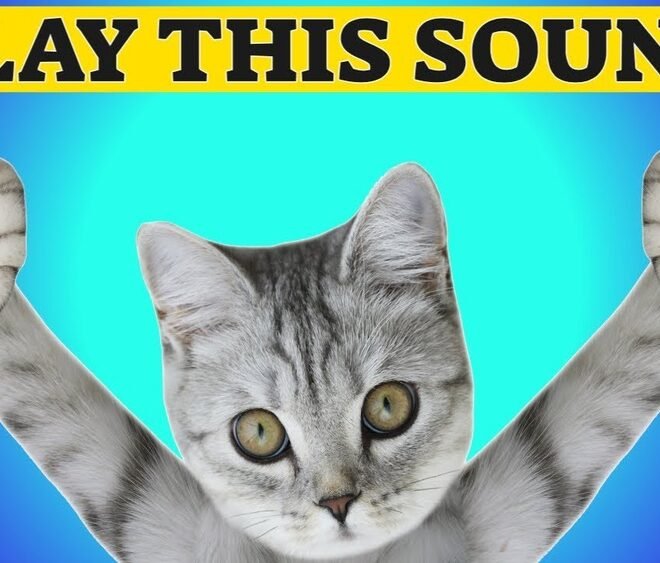 Sounds to Make Your Cat Come to You Guaranteed: Proven Tips