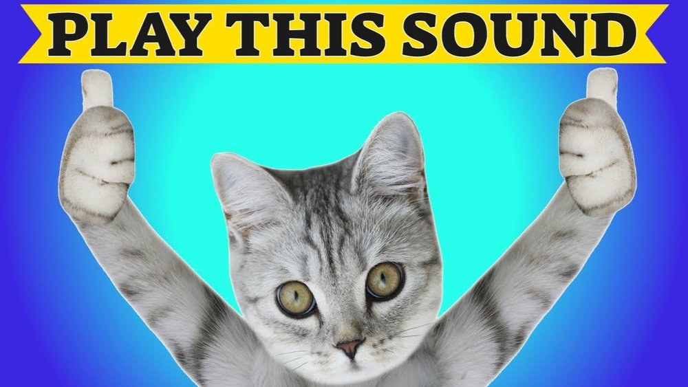 Sounds to Make Your Cat Come to You Guaranteed