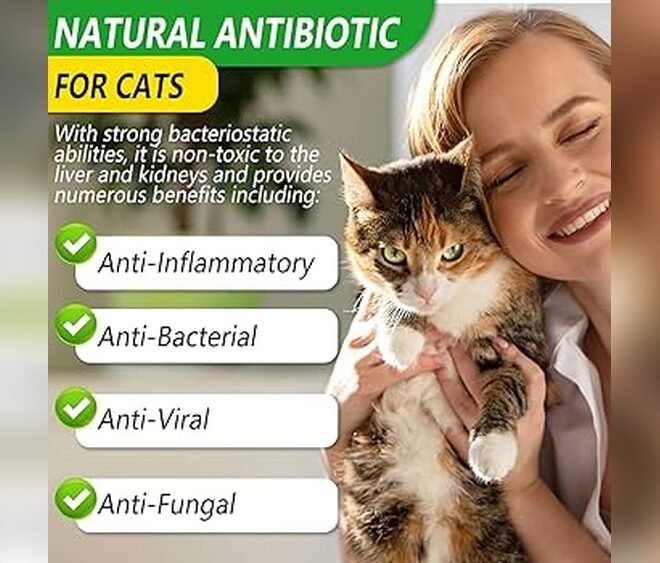 What is The Strongest Natural Antibiotic for Cats Without Vet?