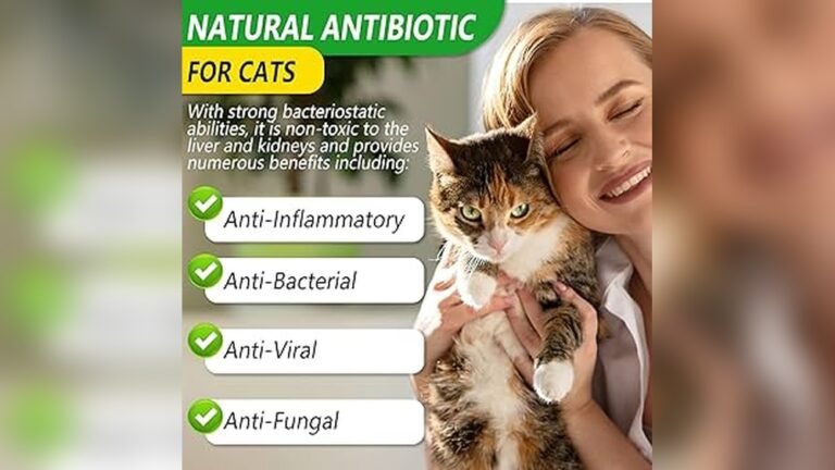 What is The Strongest Natural Antibiotic for Cats Without Vet?