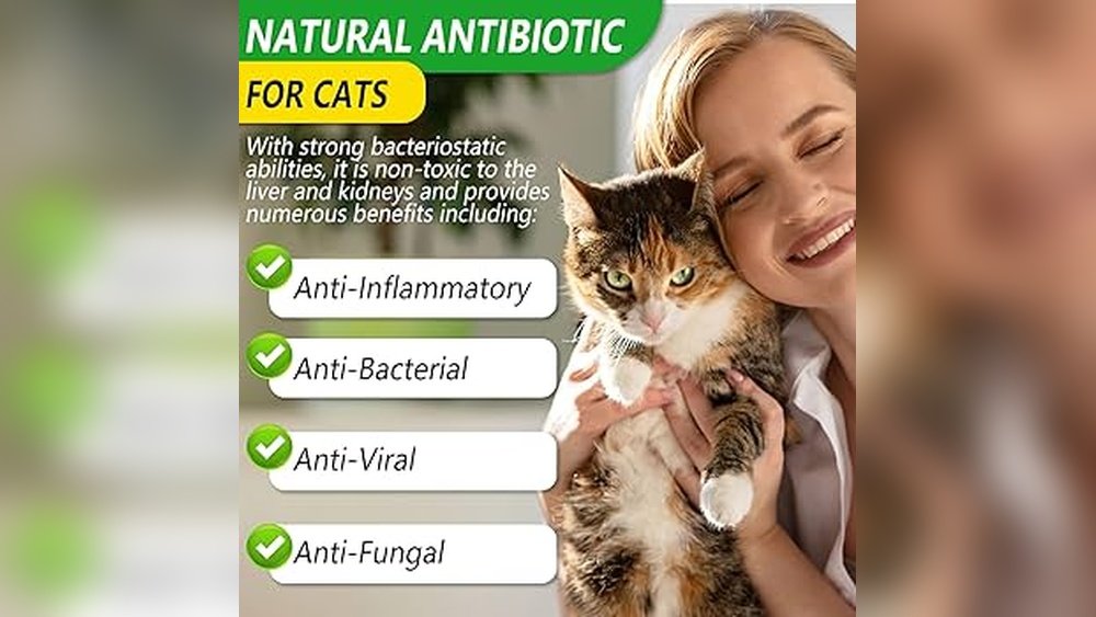 What is The Strongest Natural Antibiotic for Cats Without Vet