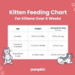 When Do Cats Eat Solid Food: Essential Feeding Guide for Kittens