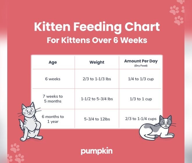 When Do Cats Eat Solid Food: Essential Feeding Guide for Kittens