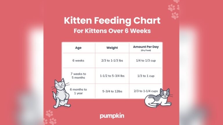 When Do Cats Eat Solid Food: Essential Feeding Guide for Kittens