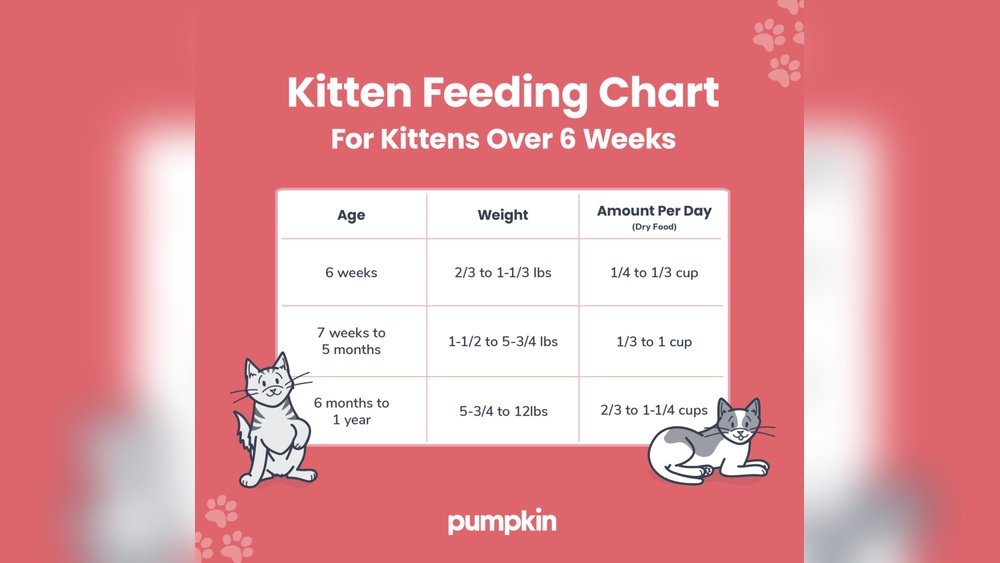 When Do Cats Eat Solid Food