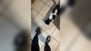 Why Does My Cat Bite My Legs When I Walk? Explained