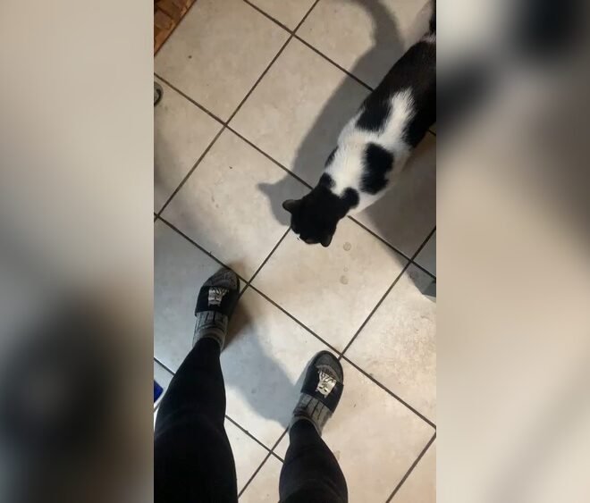 Why Does My Cat Bite My Legs When I Walk? Explained