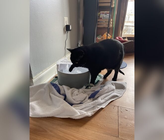 Why is My Cat Obsessed With Playing With Water? Unveiling Feline Fascination