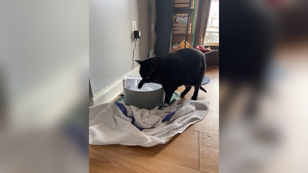 Why is My Cat Obsessed With Playing With Water