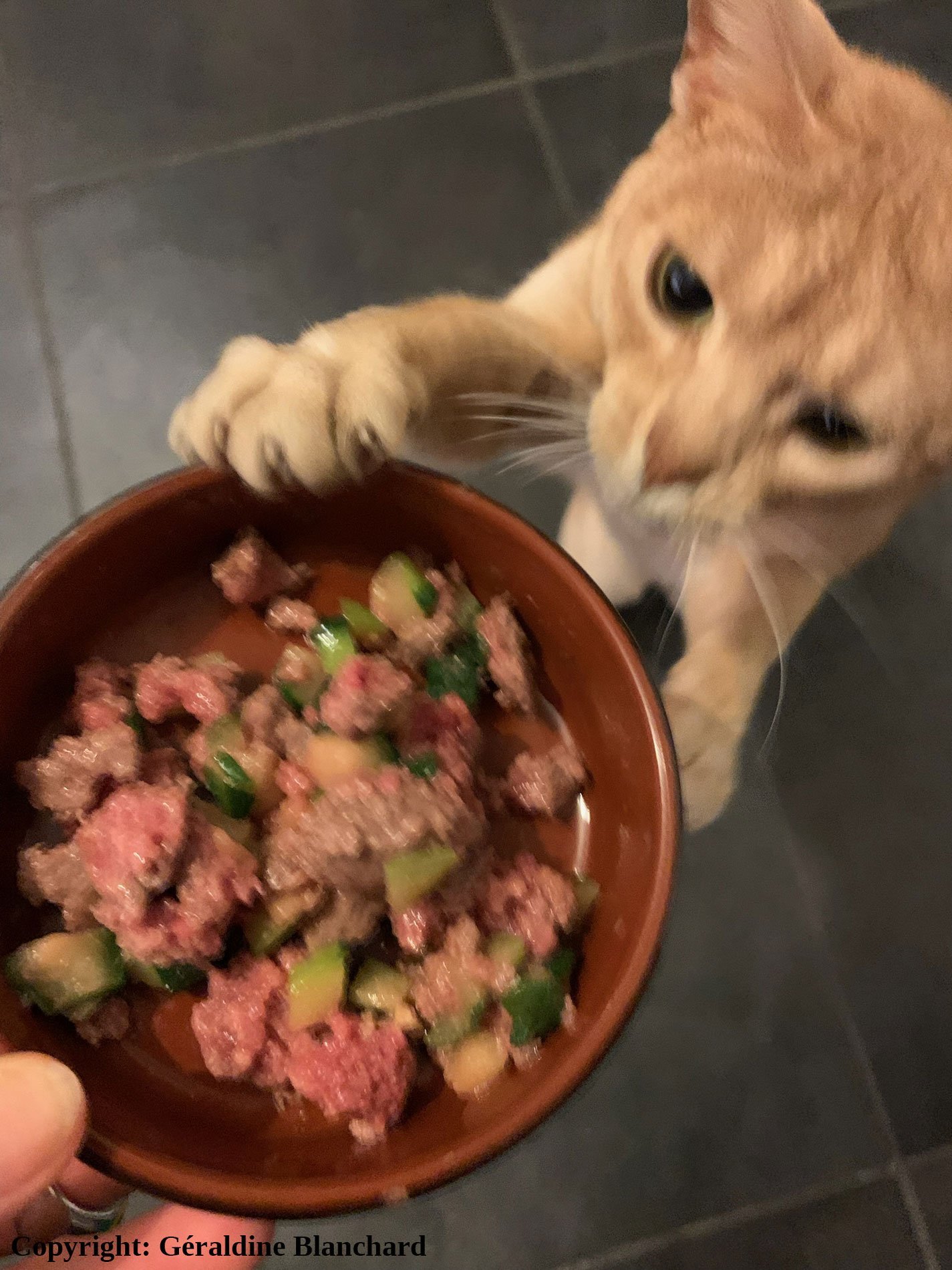 Measuring precise ingredients to prepare a nutritious homemade diet for a pet cat.