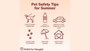 3 Best Pet Safety Tips and Essential Gear for Your Home in 2026