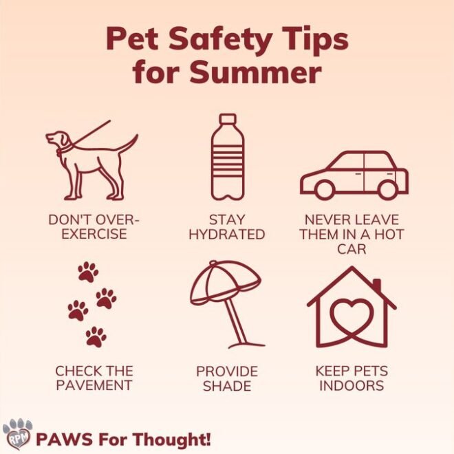 3 Best Pet Safety Tips and Essential Gear for Your Home in 2026