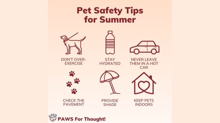 3 Best Pet Safety Tips and Essential Gear for Your Home in 2026