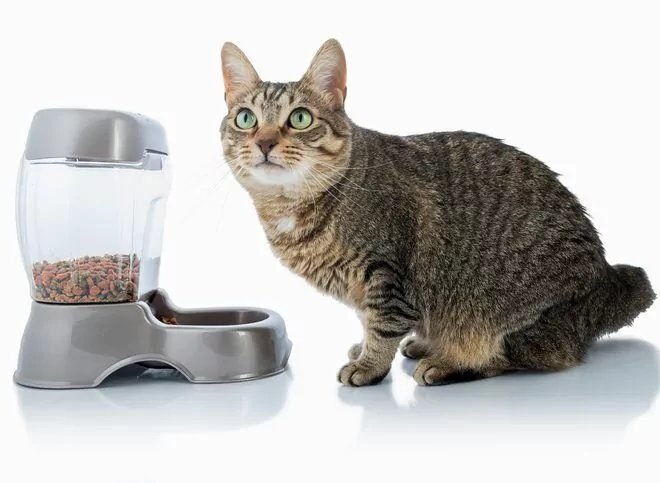 Automatic Cat Feeder Review: No App, Just Buttons