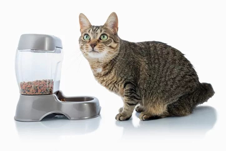 Automatic cat feeder on wooden floor with tabby cat eating