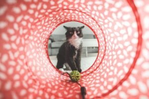 Cat Toys Balls Review: Six Wool Yarn Balls for Indoor Cats
