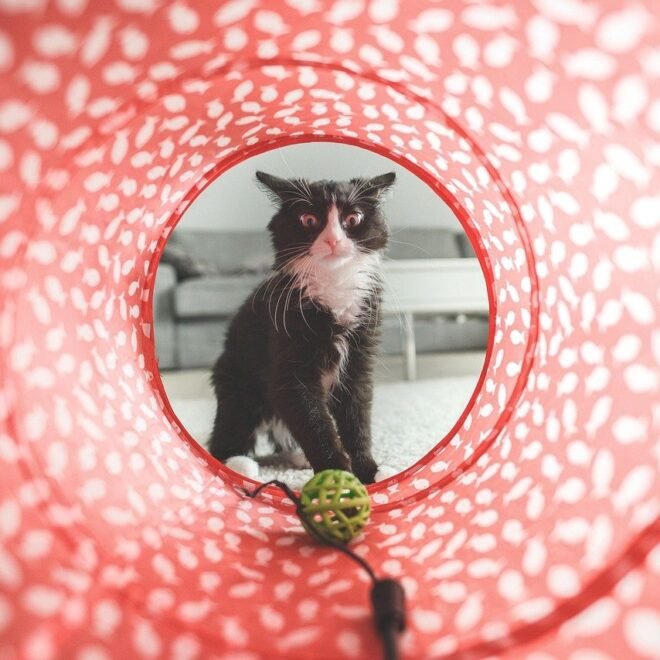 Cat Toys Balls Review: Six Wool Yarn Balls for Indoor Cats