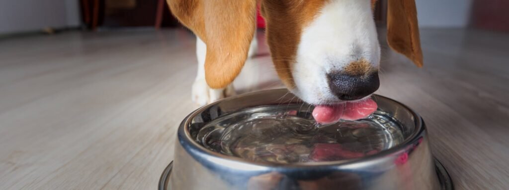 Dog and cat drinking tap water from a bowl in a bright kitchen