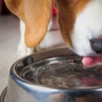 Should Pets Drink Tap Water? What’s Safe for Your Pet