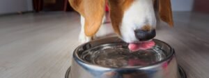 Should Pets Drink Tap Water? What’s Safe for Your Pet