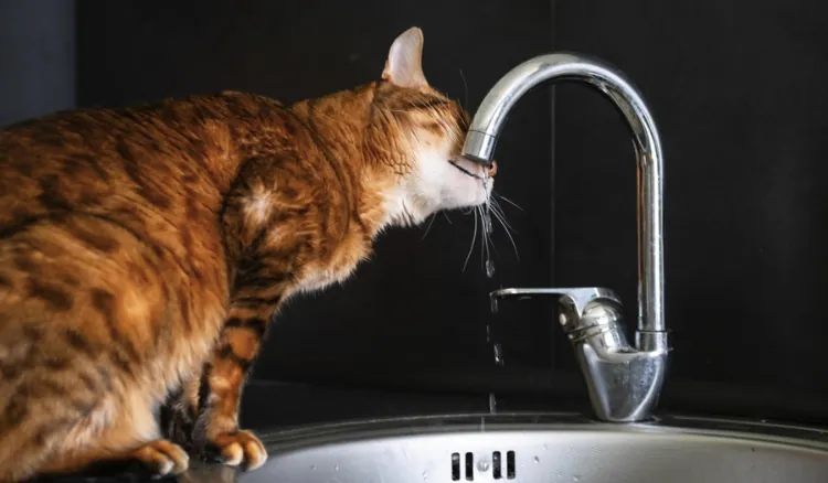 Dog and cat sharing a bowl of tap water on a kitchen floor